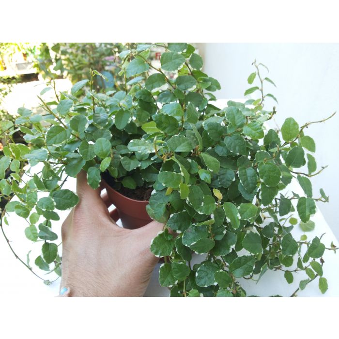 Ficus pumila