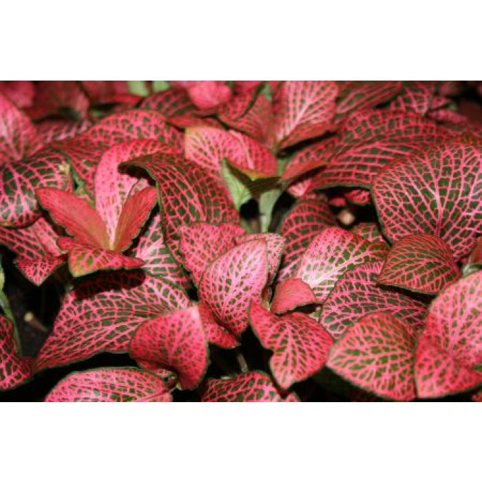 Fittonia sp. rot