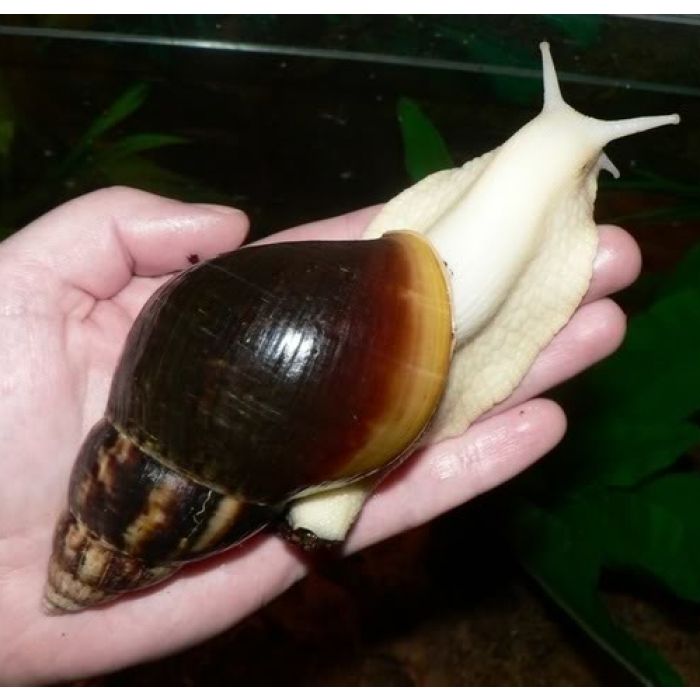 Achatina Fulica White Jade - Riesenschnecke Albina