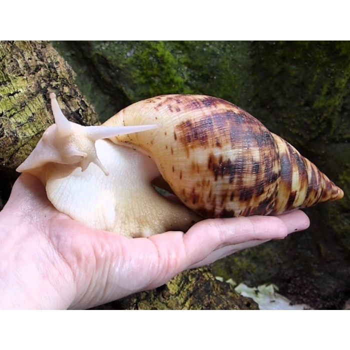 Achatina Reticulata Albina - Riesige Afrikanische Albinaschnecke