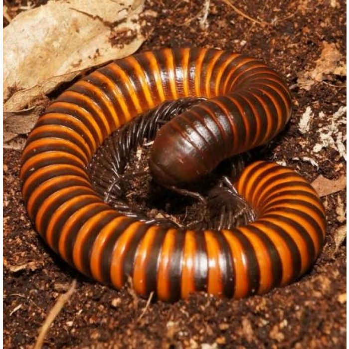 Aphistogoniulus polleni - Riesiger Madagaskar-Hundertfüßer