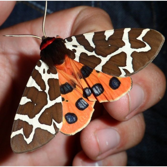 Arctia caja - 10 Raupen