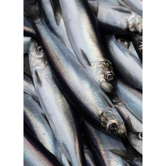 Heringsfilets - 1 Kg.