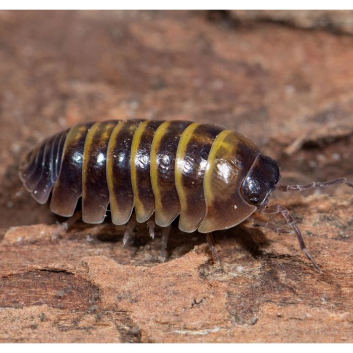Armadillidium spec. 'Casteldaccia' - 10 Stück