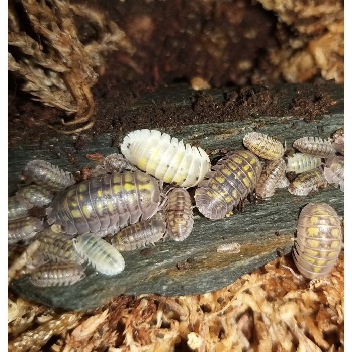 Armadillidium granulatum 'Zitrone