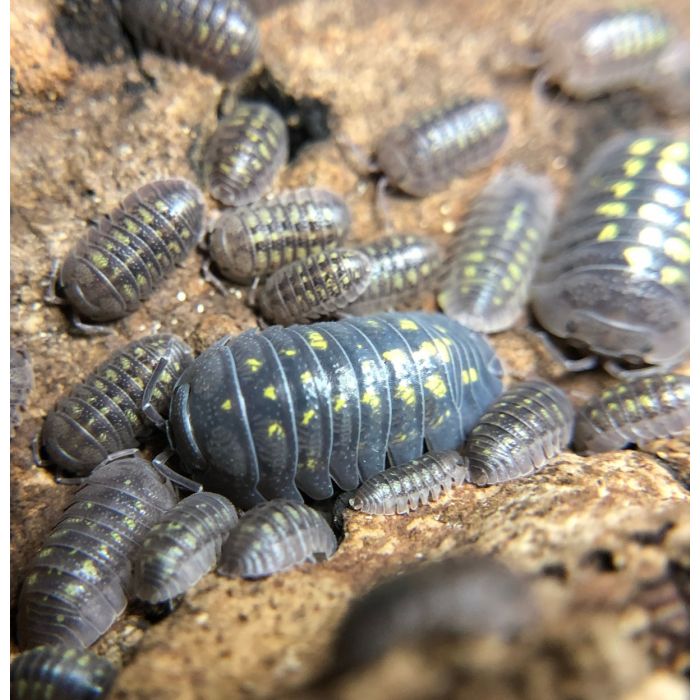 Armadillidium granulatum - 10 Stück