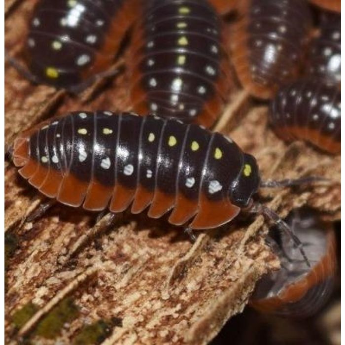 Armadillidium klugii 'Montenegro' - Starterkolonie