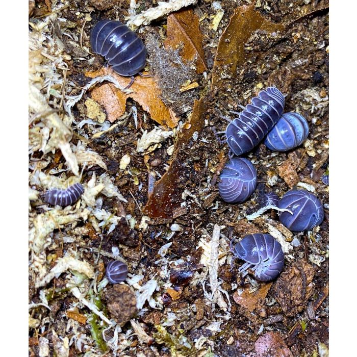 Gürteltier officinalis (Griechenland)