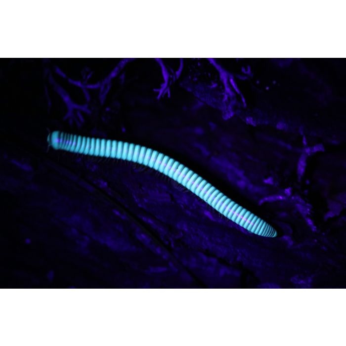 Benoitolus siamensis - Rarität!