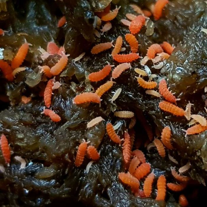 Bilobella braunerae - Rote Akeleien