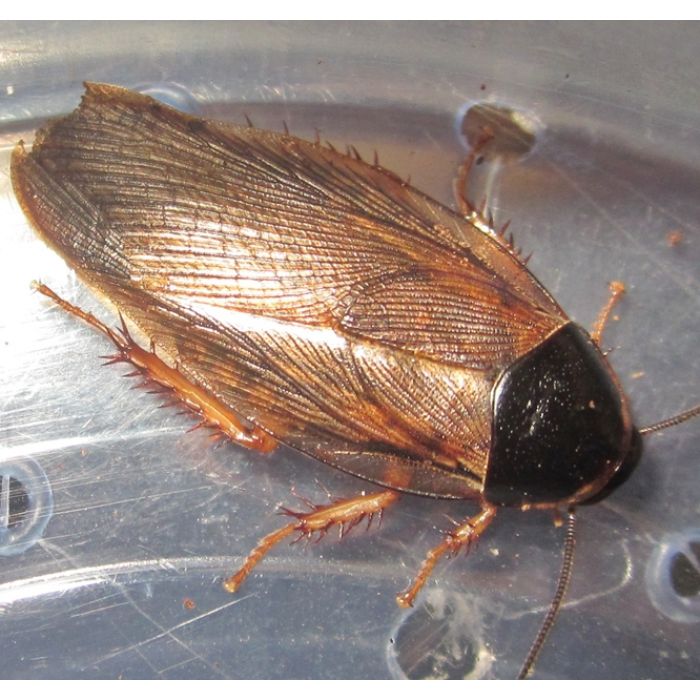 Pycnoscelus surinamensis - 50 Stück