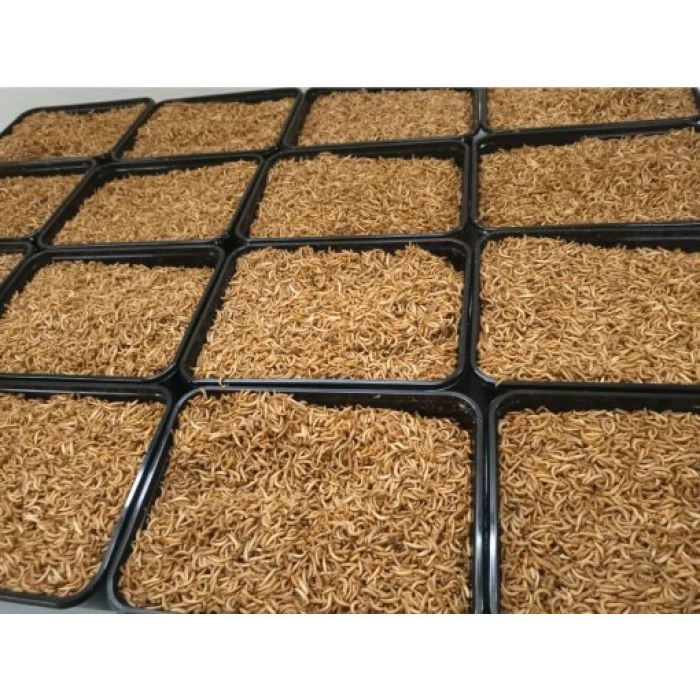 Büffelwürmer gefrorene Larven - 425gr. Top Insekt