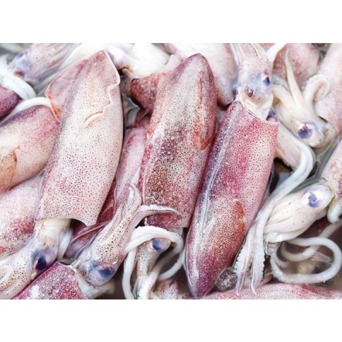 Gefrorene Tintenfische - Umschlag 1Kg ca. 30 Stück