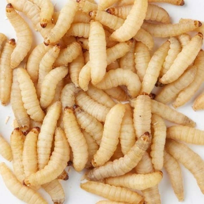 Honigkamele gefroren - 500gr.