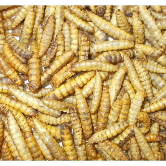 Getrockneter Honig Kamele Premium Qualität 500gr.