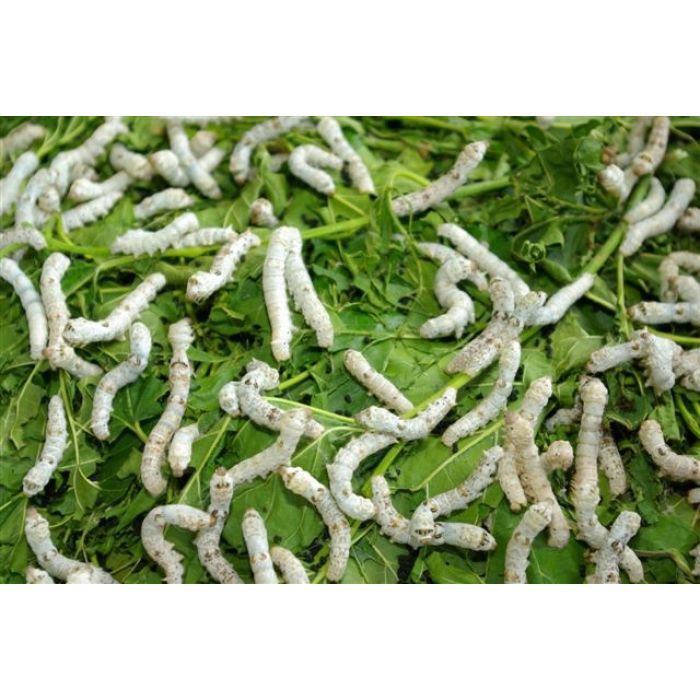 Gefrorene Seidenraupen - 200 Stück