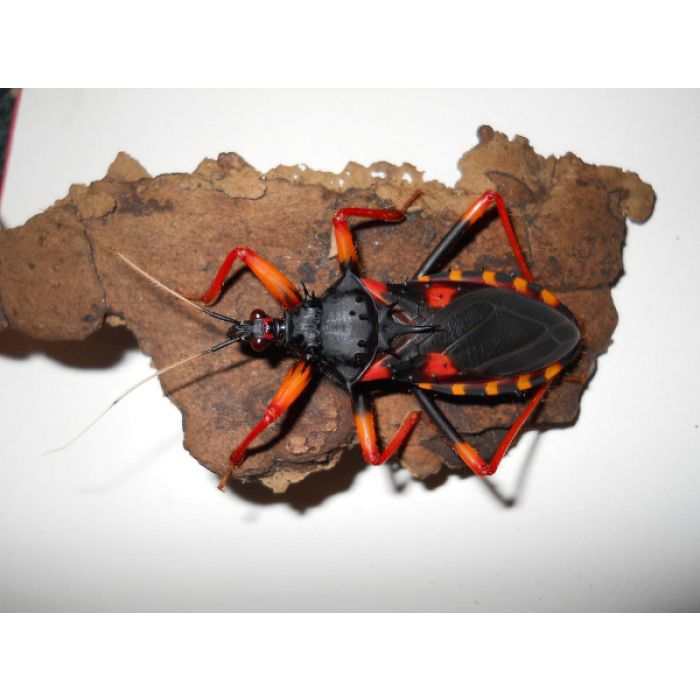 Psytalla Horrida Riesige Dornenwanze