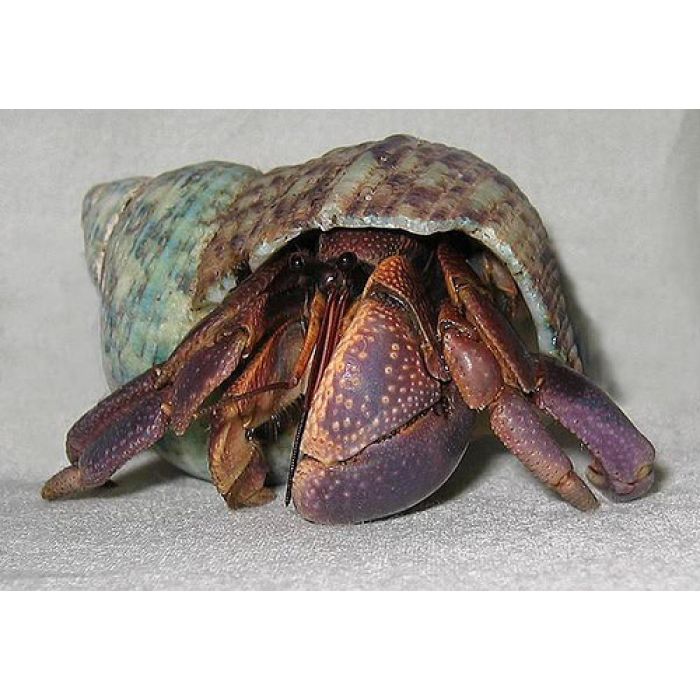 Coenobita Brevimanus - Größe Large