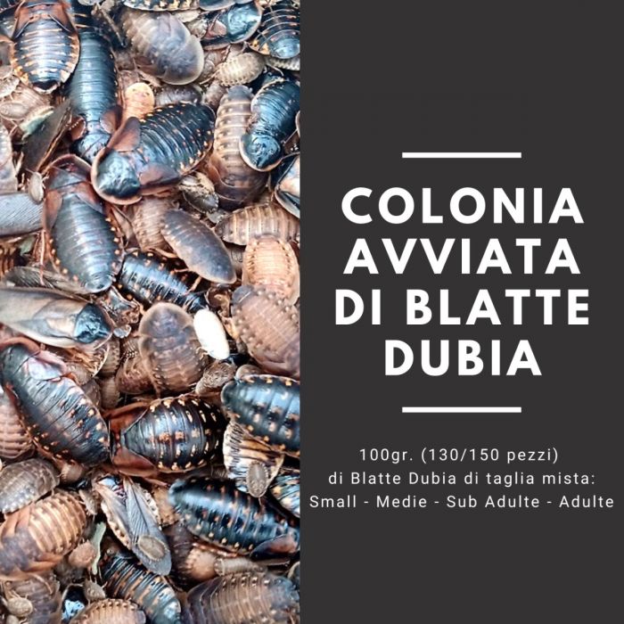 Dubia Kakerlaken Starterkolonie