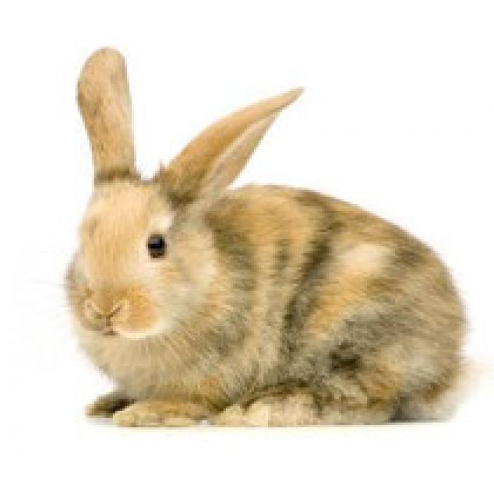 Gefrorene kleine Kaninchen - 2 Stück à 500g