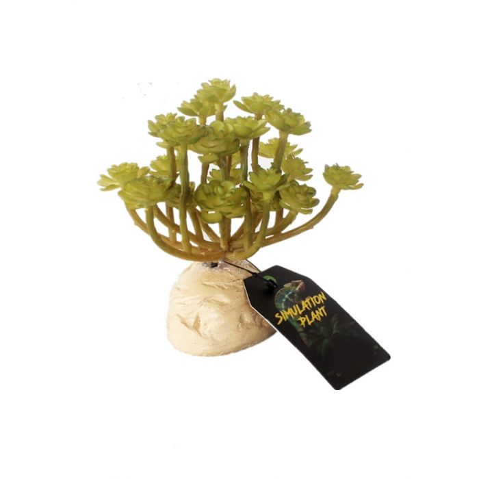 Dr.Raptor Crassula Busch