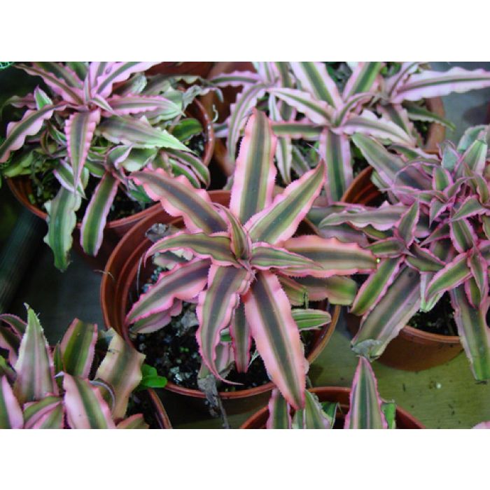 Cryptanthus Rosa Starlight