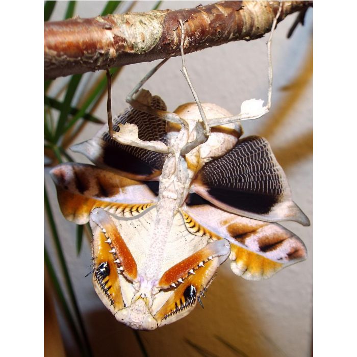 Deroplatys Lobata - Getrocknete Blattschrecke