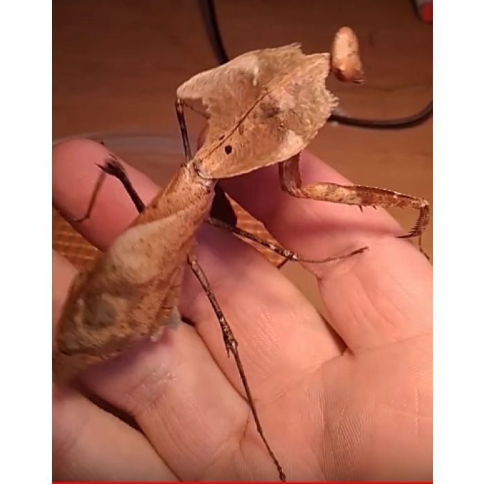 Deroplatys Truncata - Riesenheuschrecke aus Malaysia