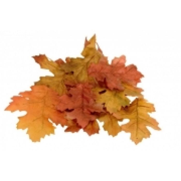 Getrocknete Eichenblätter