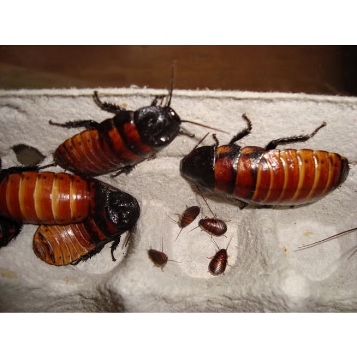 Gromphadorhina Portentosa Adulte - 10 Stück