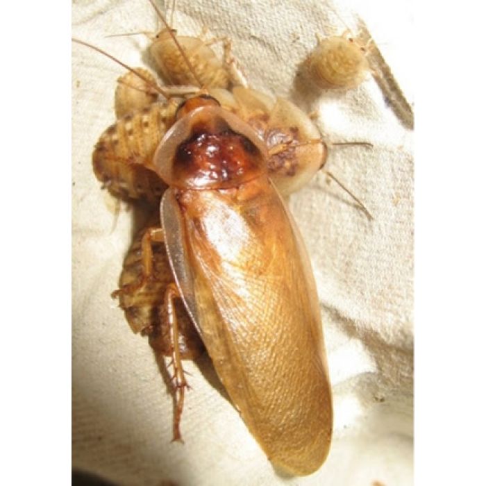 Blaptica dubia 'GOLD