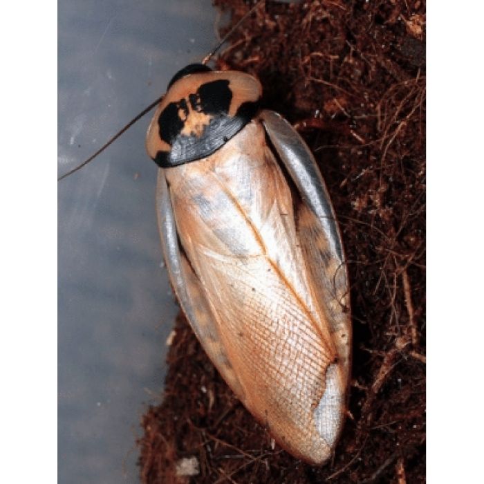 Eublaberus sp. 'Elfenbein' - 10 Stück