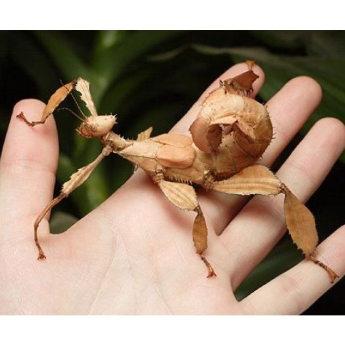 Extatosoma tiaratum - Getrocknete Blattlaus