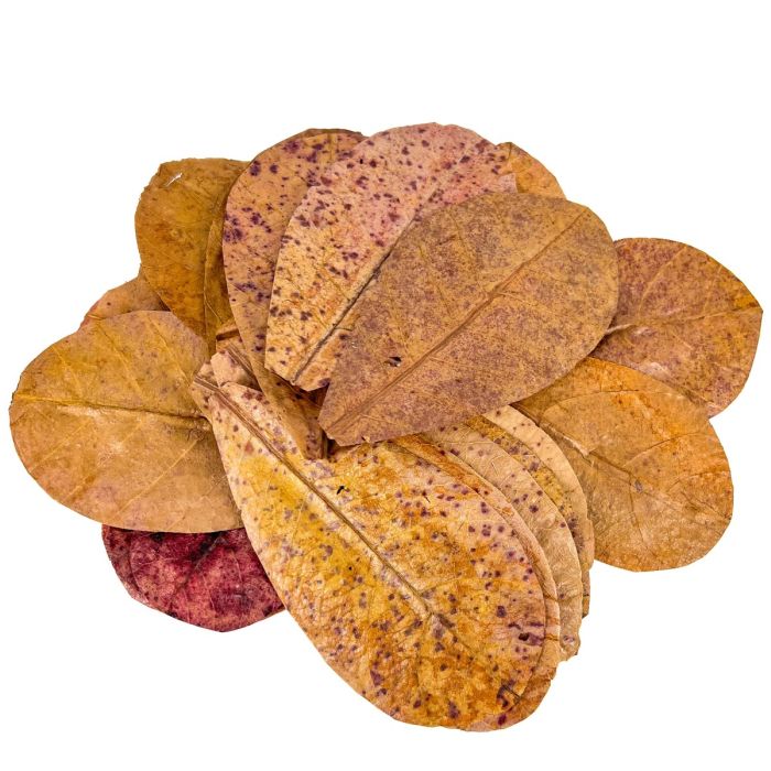 Amtra - Catappa Blätter 1 Stk./50 lt