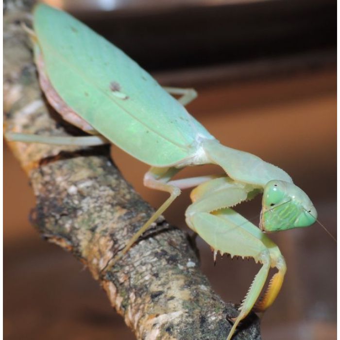 Sphodromantis Gastrica - Afrikanische Riesenheuschrecke