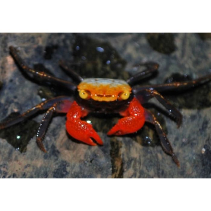 Geosesarma rouxi - Regenbogen-Vampirkrabbe