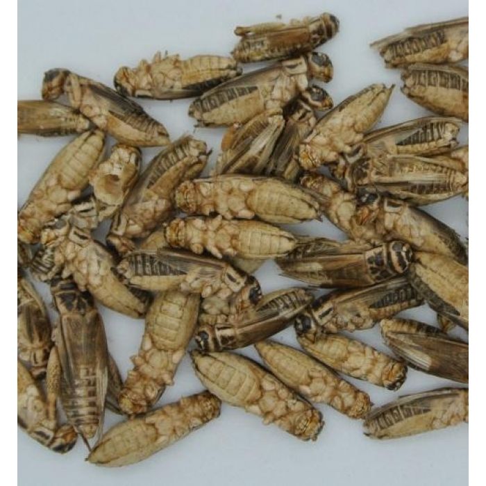 Gefrorene Schwalbengrillen - 400gr.