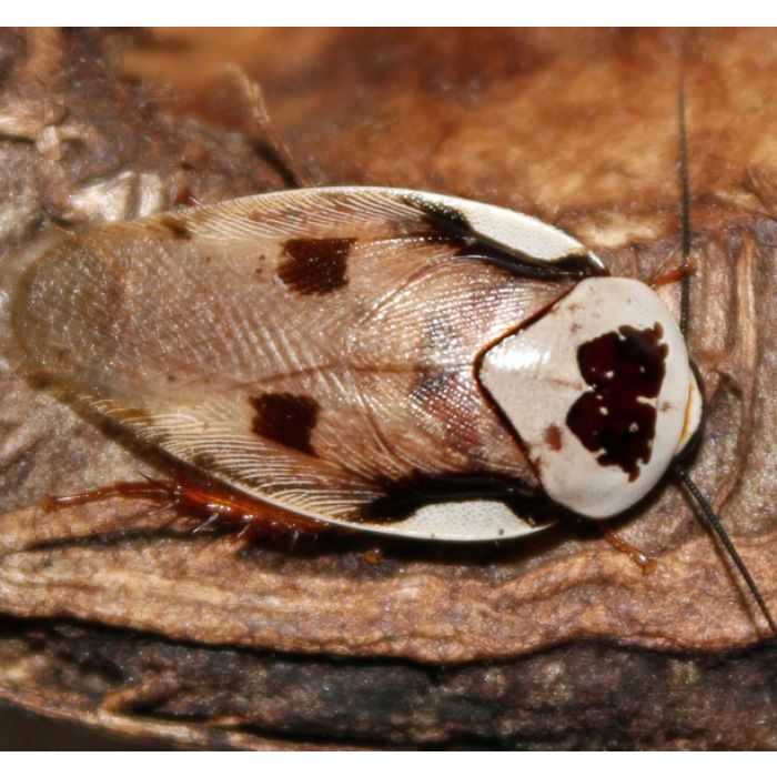 Gyna Centurio 10 Stück