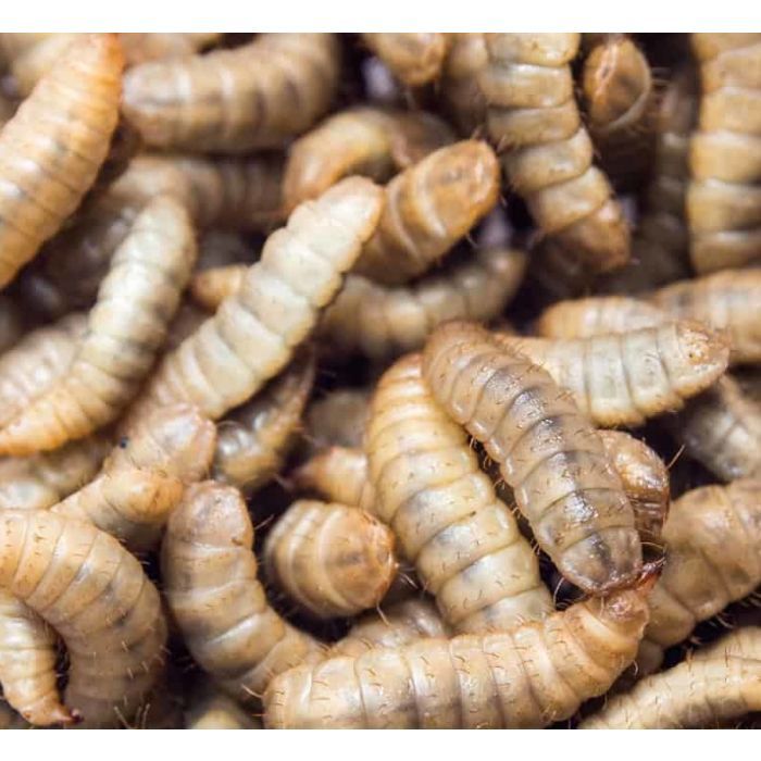 Schachtel 1000gr. Hermetia illucens Baby (0,5-1cm)