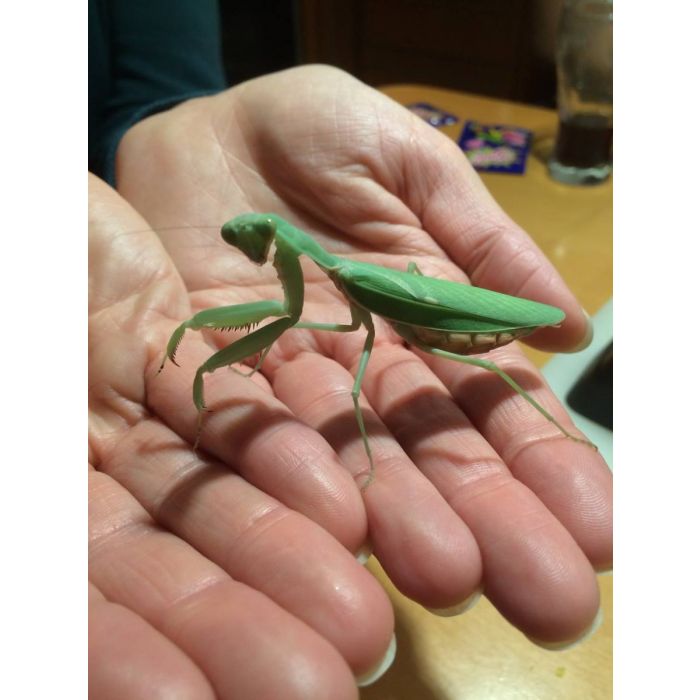 Hierodula patellifera ERWACHSENES PÄRCHEN - Harabiroschrecke