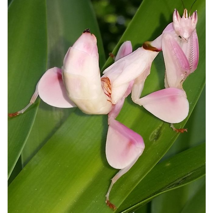 Hymenopus Coronatus - Orchideenschrecke