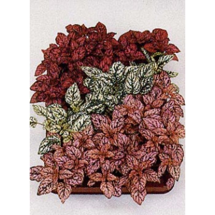 Hypoestes phyllostachya