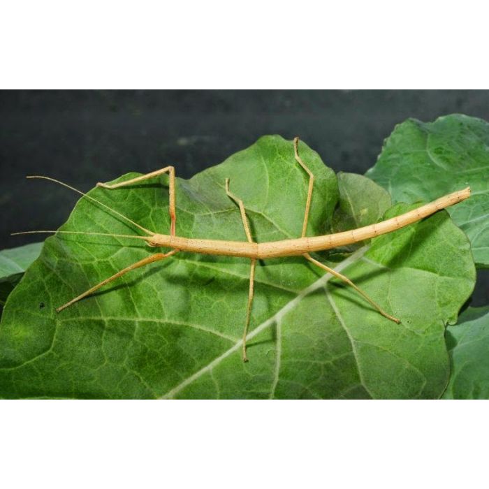 Stabschrecke - Merauroidea extradentata