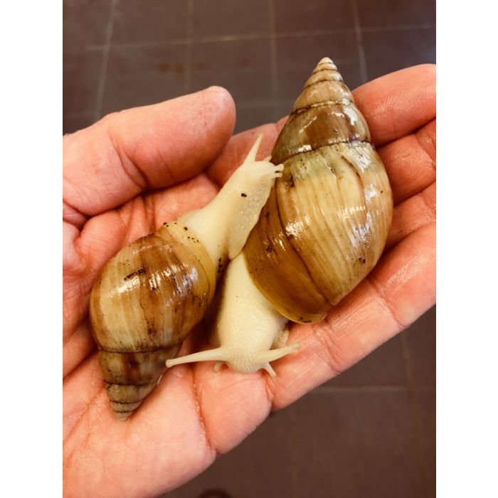 Achatina Fulica Jadatzi - Riesige Albinoschnecke