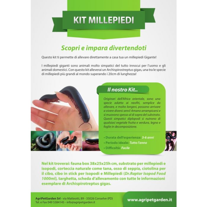 Tausendfüßler-Kit - Zucht-Kit Archispirotreptus gigas - Riesentausendfüßler