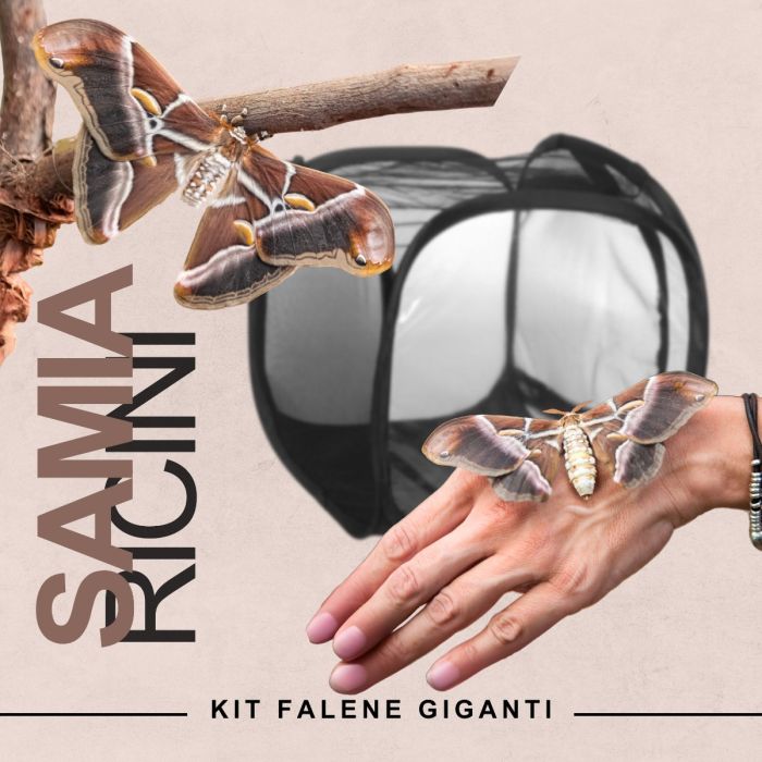 Samia Ricini Zuchtlehrset