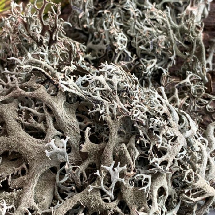 Natürliche Flechte 30gr - 1 Liter