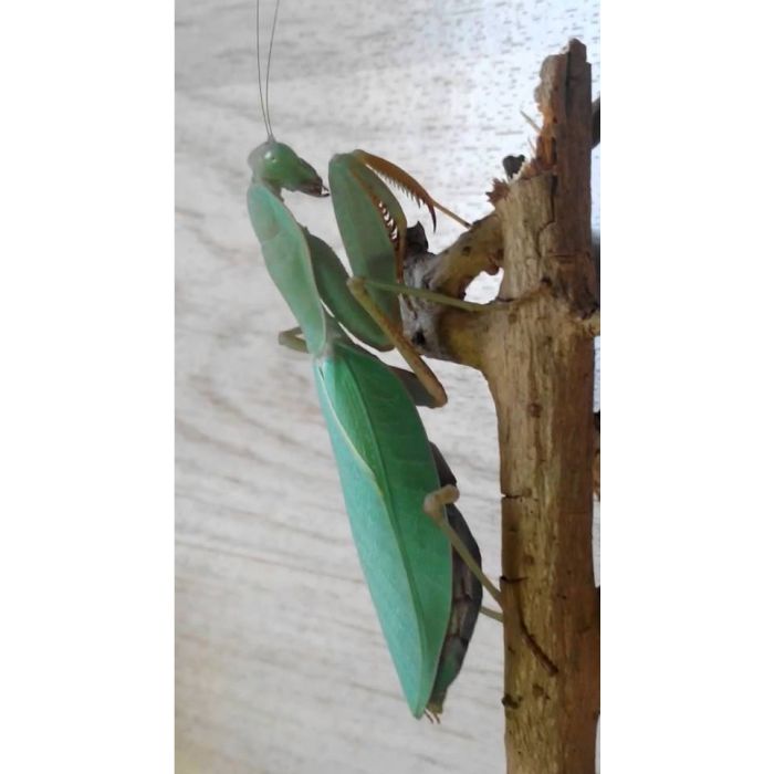 Sphodromantis Lineola - Afrikanische Grüne/Blaue Gottesanbeterin