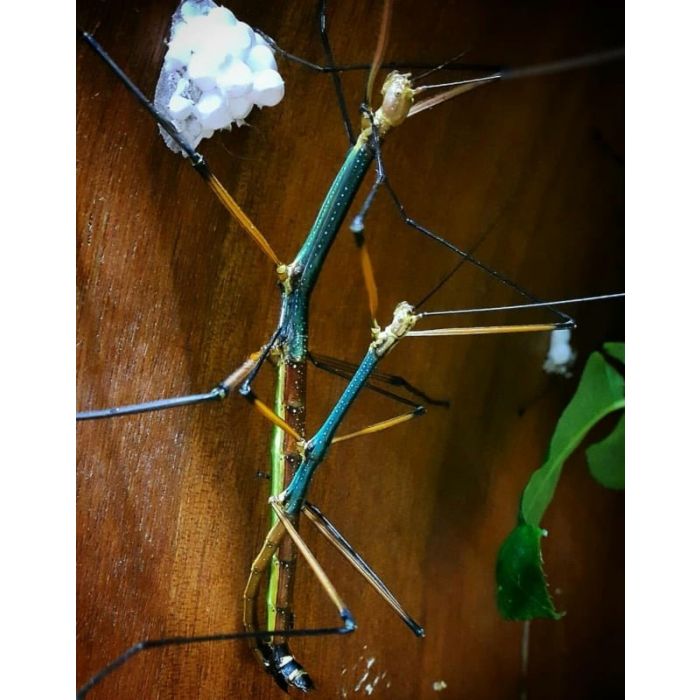 Lopaphus sp. 'Cuc Phuong