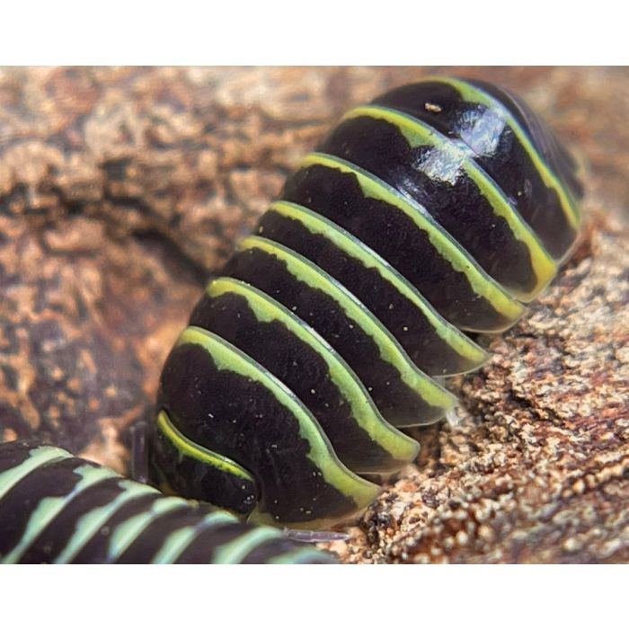 Armadillidium maculatum 'Gelb